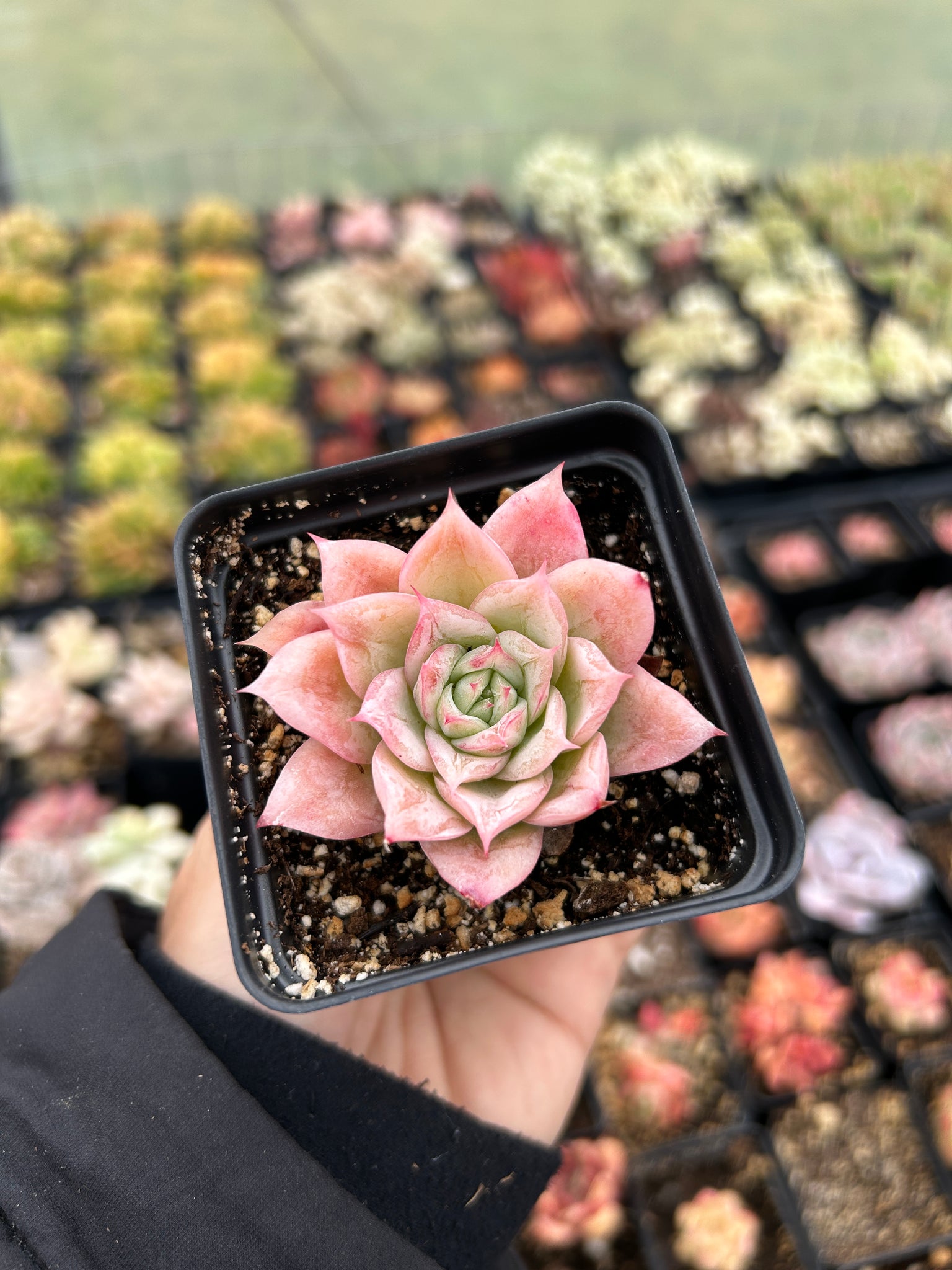 where can i buy rose succulents Echeveria Rose Queen