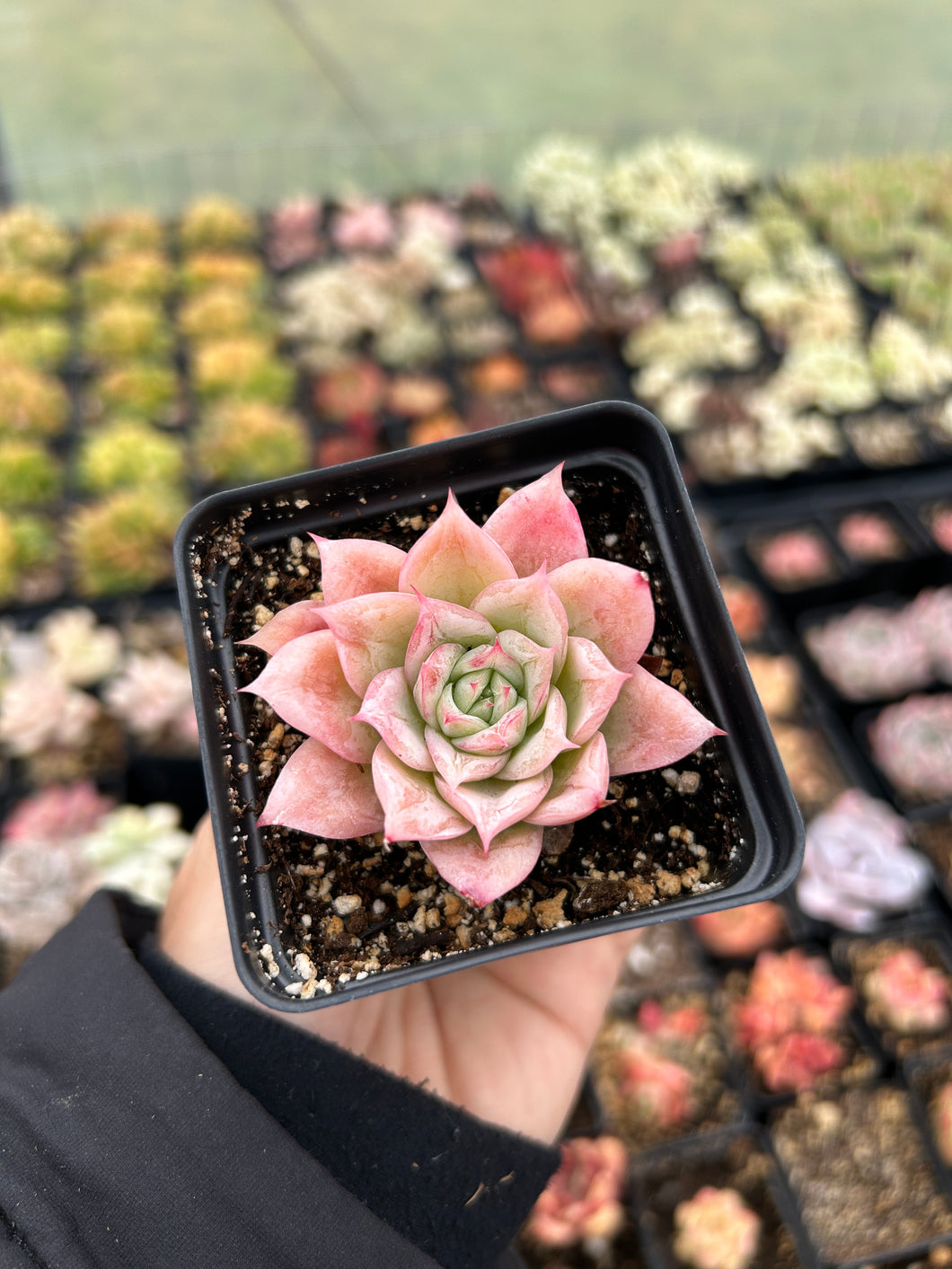 rose succulents near me Echeveria Rose Queen