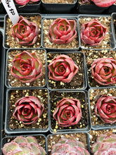 Load image into Gallery viewer, Echeveria 'Red Glow' - April Farm/Rare Succulent