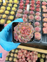 Load image into Gallery viewer, Echeveria Rose Lotus – April Farm/Rare Succulent