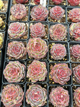 Load image into Gallery viewer, Echeveria Rose Lotus – April Farm/Rare Succulent