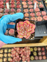Load image into Gallery viewer, Echeveria Lotus – April Farm/Rare Succulent