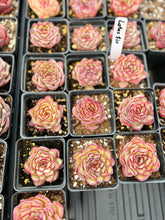 Load image into Gallery viewer, Echeveria Lotus – April Farm/Rare Succulent