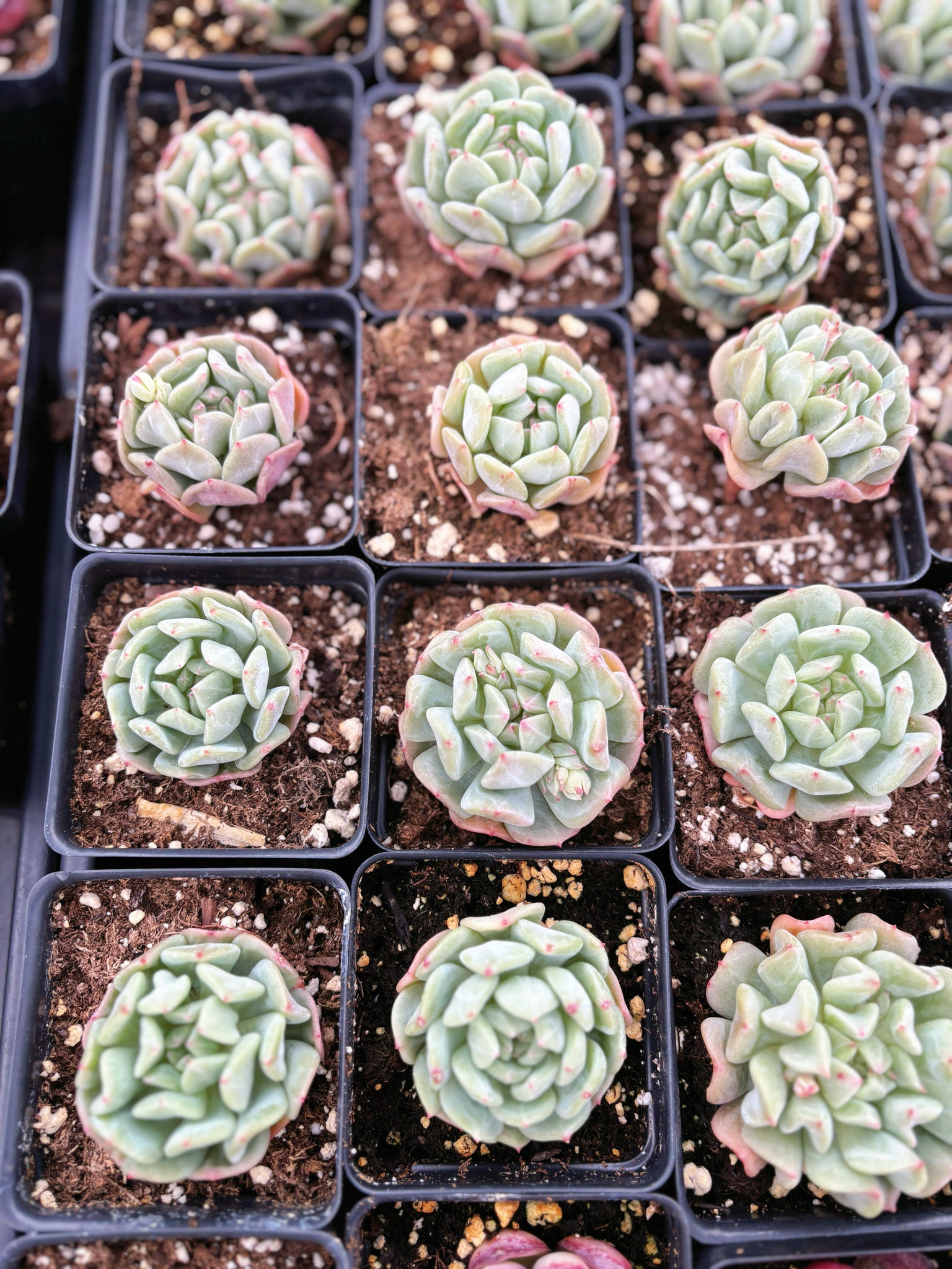succulents fayetteville ar Echeveria Fly to the sky