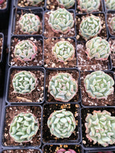 Load image into Gallery viewer, Echeveria Fly to the sky - April Farm/Rare Succulents