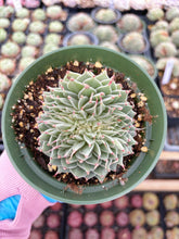 Load image into Gallery viewer, Echeveria Crested Silver Star - April Farm/Rare Succulent