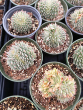 Load image into Gallery viewer, Echeveria Crested Silver Star - April Farm/Rare Succulent