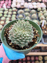 Load image into Gallery viewer, Echeveria Crested Silver Star - April Farm/Rare Succulent