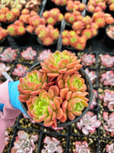 Load image into Gallery viewer, Echeveria Da Vinci - April Farm/Rare Succulent