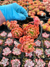 Load image into Gallery viewer, Echeveria Da Vinci - April Farm/Rare Succulent