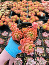 Load image into Gallery viewer, Echeveria Da Vinci - April Farm/Rare Succulent