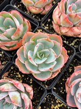 Load image into Gallery viewer, Echeveria Neon light - April Farm/Rare Succulents