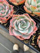 Load image into Gallery viewer, Echeveria Neon light - April Farm/Rare Succulents