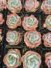 Load image into Gallery viewer, Echeveria Neon light - April Farm/Rare Succulents
