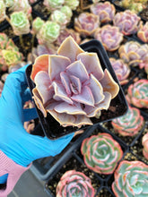 Load image into Gallery viewer, Echeveria Rainbow In Love - April Farm/Rare Succulent