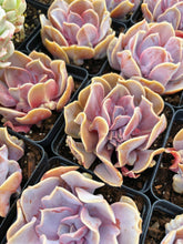 Load image into Gallery viewer, Echeveria Rainbow In Love - April Farm/Rare Succulent
