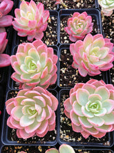 Load image into Gallery viewer, Echeveria Variegated Pink Bella - April Farm/Rare Succulent