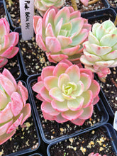 Load image into Gallery viewer, Echeveria Variegated Pink Bella - April Farm/Rare Succulent