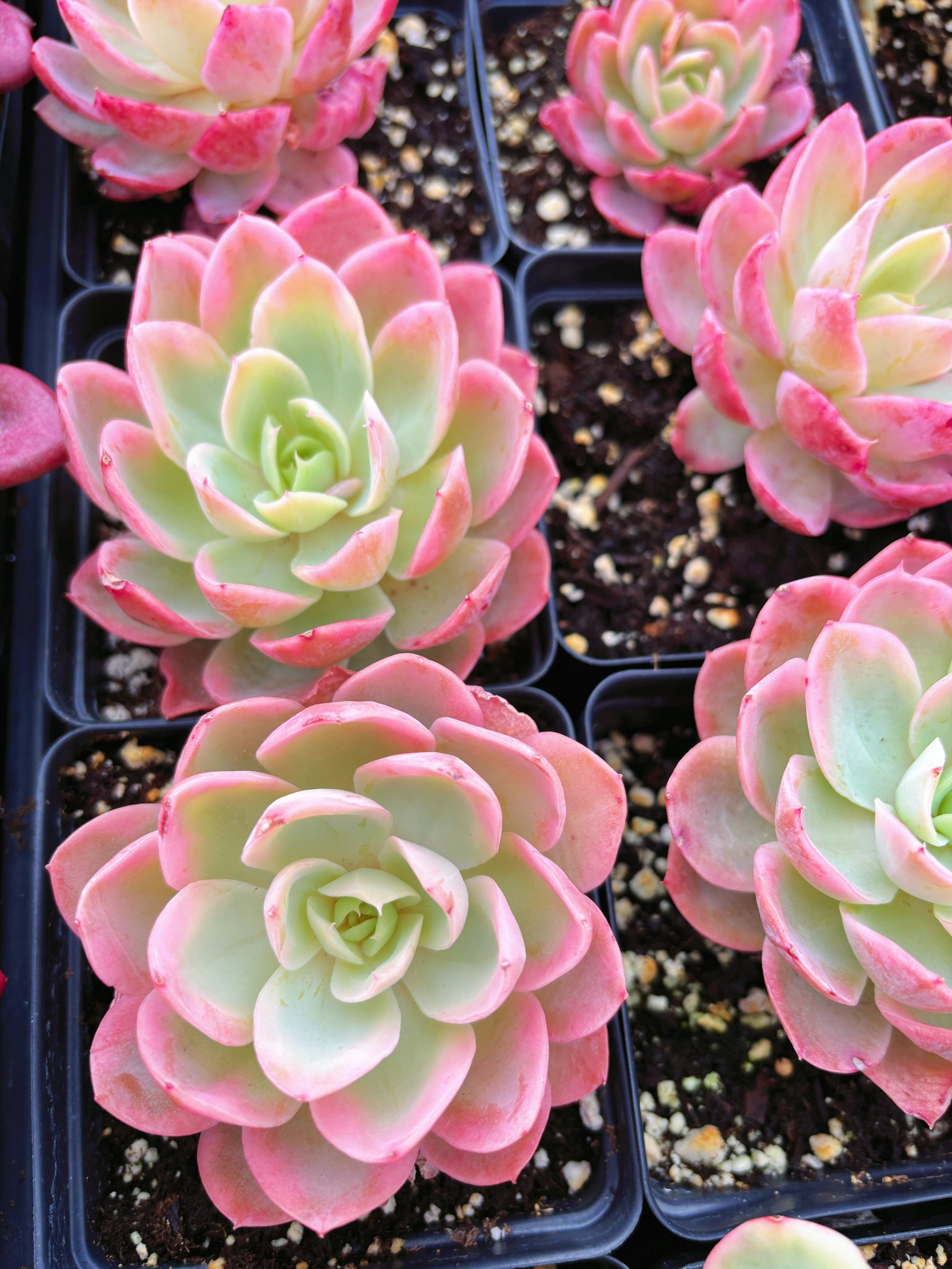 varigated succulent Echeveria Variegated Pink Bella