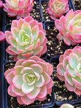 Load image into Gallery viewer, Echeveria Variegated Pink Bella - April Farm/Rare Succulent