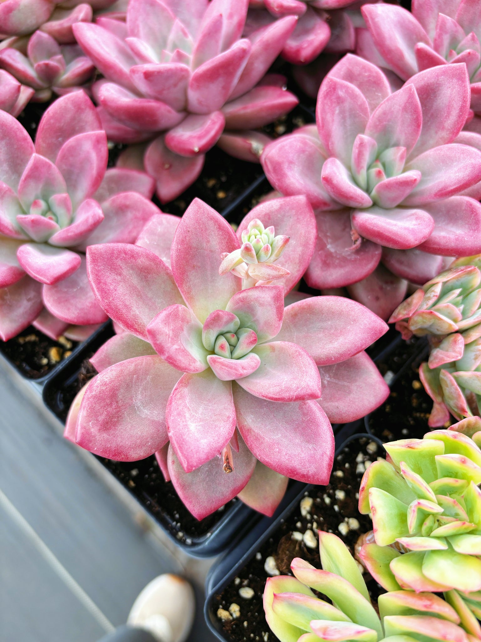 ruby succulent plant Graptoveria Ruby Donna