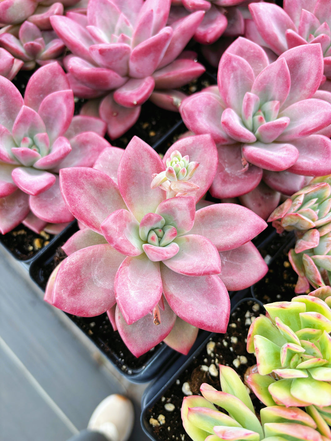 graptoveria succulent Graptoveria Ruby Donna
