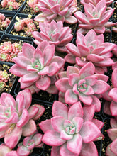 Load image into Gallery viewer, Graptoveria Ruby Donna - April Farm/Rare Succulents