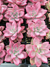 Load image into Gallery viewer, Graptoveria Ruby Donna - April Farm/Rare Succulents