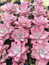 Load image into Gallery viewer, Graptoveria Ruby Donna - April Farm/Rare Succulents