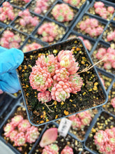 Load image into Gallery viewer, Echeveria lovely pebble - April Farm/Rare Succulents