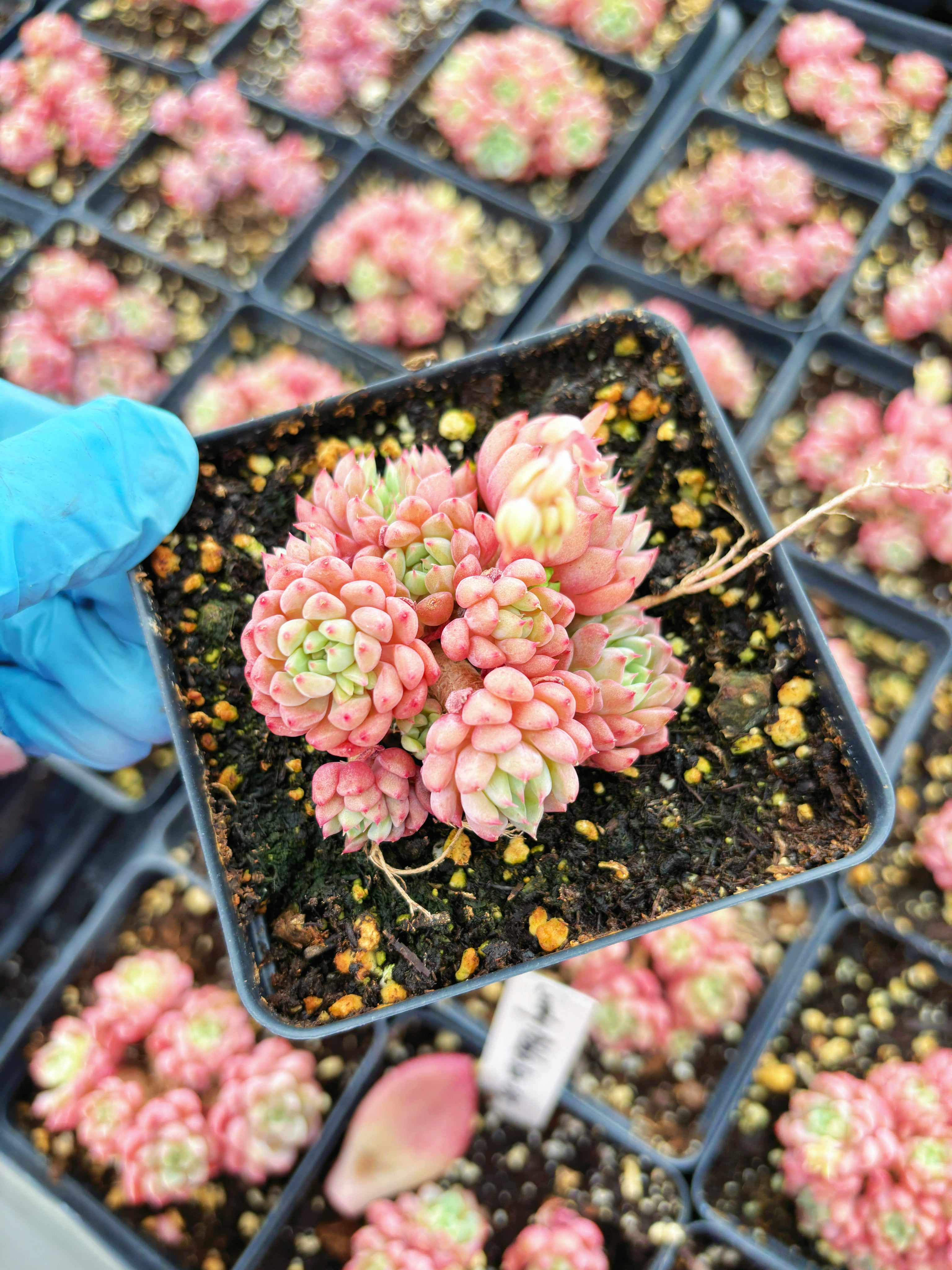 succulents buy Echeveria lovely pebble