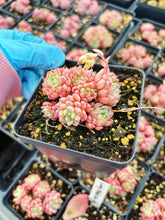 Load image into Gallery viewer, Echeveria lovely pebble - April Farm/Rare Succulents
