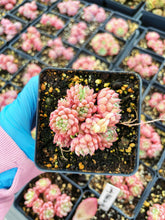 Load image into Gallery viewer, Echeveria lovely pebble - April Farm/Rare Succulents