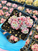 Load image into Gallery viewer, Echeveria Chrissy N Ryan - April Farm/Rare Succulent