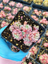 Load image into Gallery viewer, Echeveria Chrissy N Ryan - April Farm/Rare Succulent