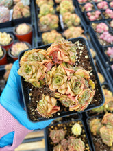 Load image into Gallery viewer, Echeveria Gold Flame - April Farm/Rare Succulents