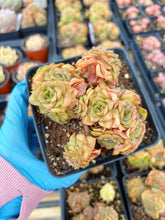 Load image into Gallery viewer, Echeveria Gold Flame - April Farm/Rare Succulents