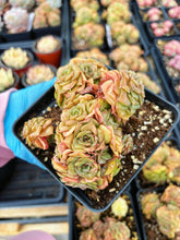 Load image into Gallery viewer, Echeveria Gold Flame - April Farm/Rare Succulents
