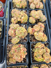 Load image into Gallery viewer, Echeveria Gold Flame - April Farm/Rare Succulents