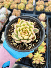 Load image into Gallery viewer, Echeveria Variegated Hana - April Farm/Rare Succulent