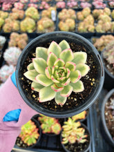 Load image into Gallery viewer, Echeveria Variegated Hana - April Farm/Rare Succulent