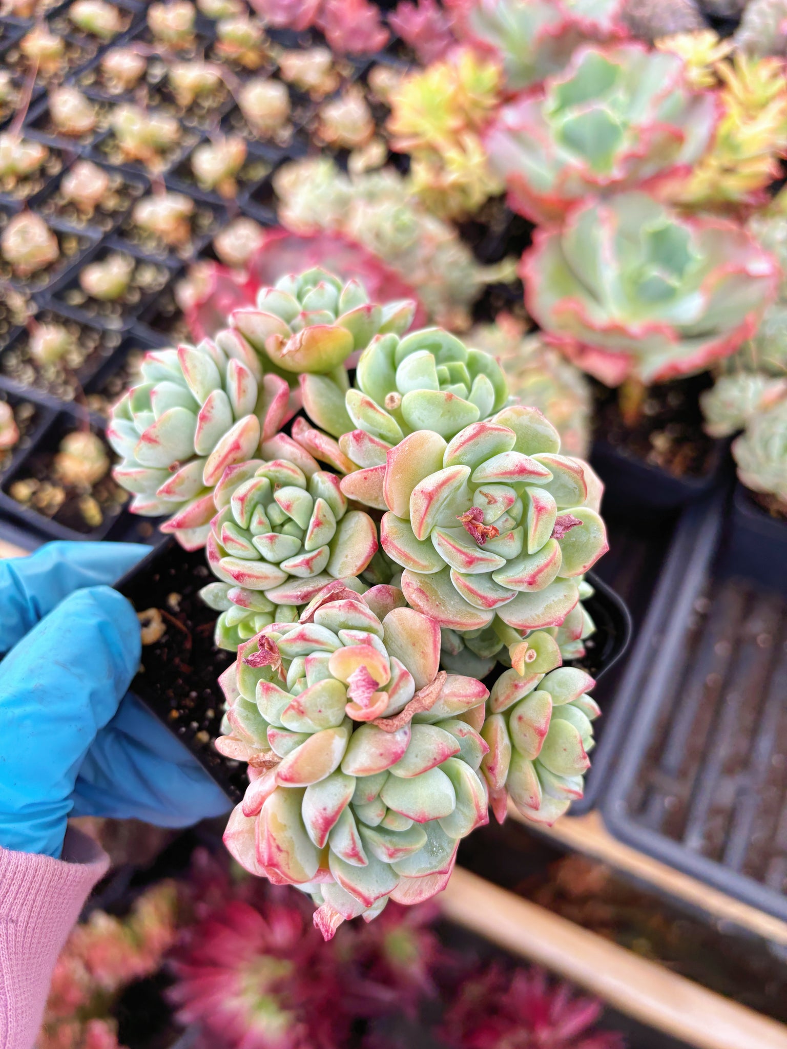 sedeveria hybrid succulent Echeveria Sedeveria Pudgy