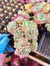 Load image into Gallery viewer, Echeveria Sedeveria Pudgy - April Farm/Rare Succulents