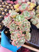 Load image into Gallery viewer, Echeveria Sedeveria Pudgy - April Farm/Rare Succulents