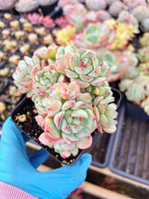 Load image into Gallery viewer, Echeveria Sedeveria Pudgy - April Farm/Rare Succulents