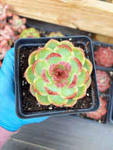 Load image into Gallery viewer, Echeveria Chungking Express - April Farm/Rare Succulent