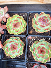 Load image into Gallery viewer, Echeveria Chungking Express - April Farm/Rare Succulent