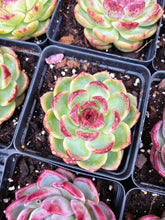Load image into Gallery viewer, Echeveria Chungking Express - April Farm/Rare Succulent