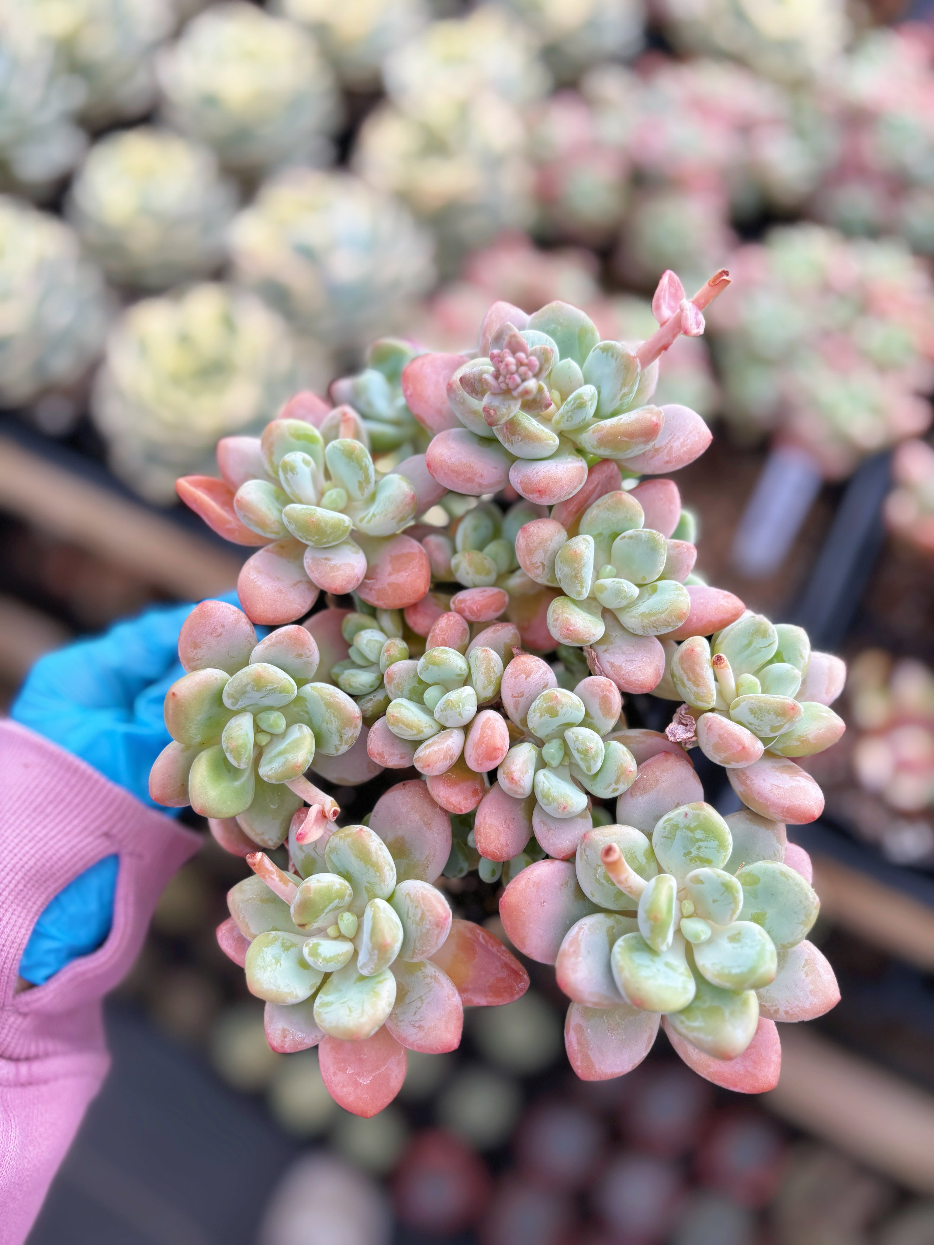 Graptosedum miul - April Farm/Rare Succulents