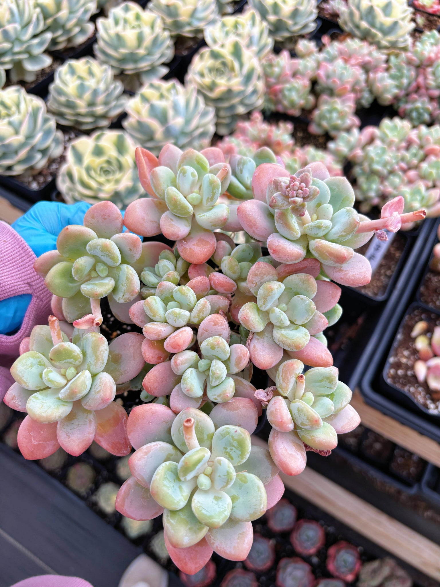 succulent morsel Graptosedum miul